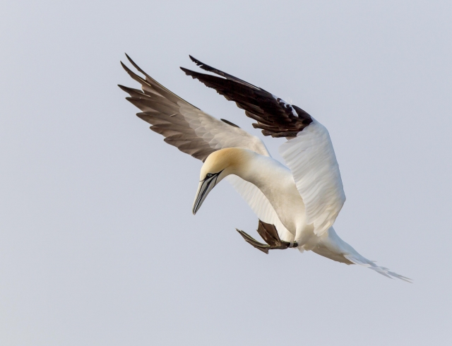 Gannet (Tom McDonnell)